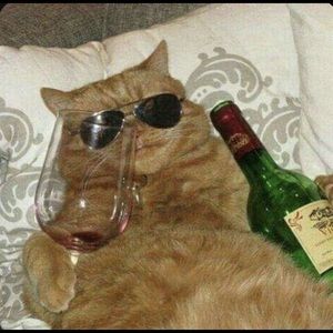 Meet your Posher, Ella